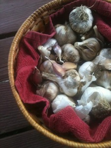 Big seed garlic cloves typically yield big plants and bulbs whereas small cloves yield small plants and bulbs 