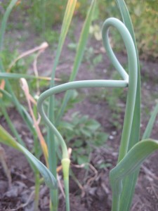 Hardneck garlic varieties provide delicious Scapes in May/June before the main crop in July