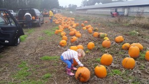 A young volunteer helps decide on the best pumpkins for loading