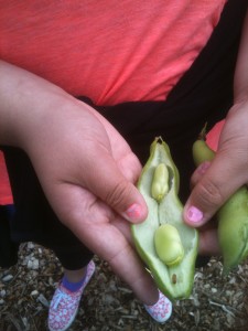 LCSG - Inside a Fava Bean at CA