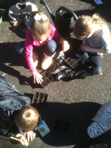 Students start seeds during Springtime garden activities.