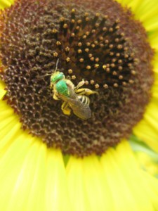 Not all bees are yellow and black - this species of sweat bee is a beautiful metallic green. Photo by Hillary Jensen.